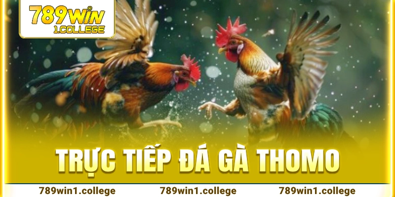 trực tiếp đá gà Thomo